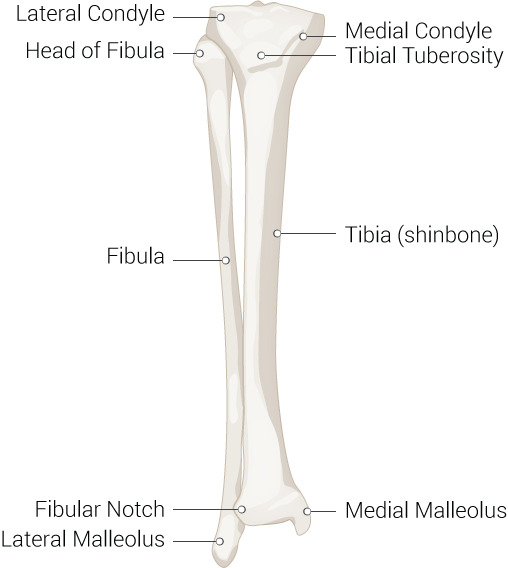 <p>lateral condyle + medial condyle</p>