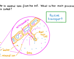 <p>-mineral ions like phosphate and nitrates are absorbed by root hair cell from the soil through active transport.</p><p>-these ions are often in higher concentration in the root hair cell than in the soil, hence cannot easily diffuse across.</p><p>-the nutrients are absorbed from a low concentration in the soil agianst the concentration gradient.</p><p>-active transport requires energy in form of ATP which is used by carrier proteins in the cell membrane to take the ions from a low concentration.</p>
