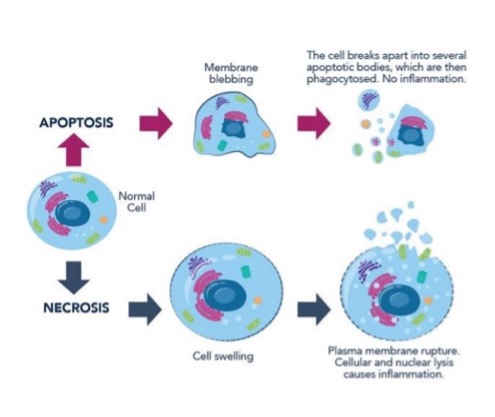 <p>necrosis</p><p>apoptosis</p>