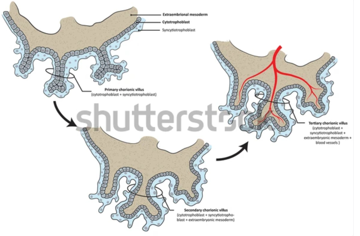 <p>When do<strong> tertiary villi</strong> cover the entire surface of the chorionic sac?</p>