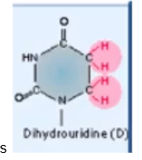 <p>one of the more common RNA modification</p>