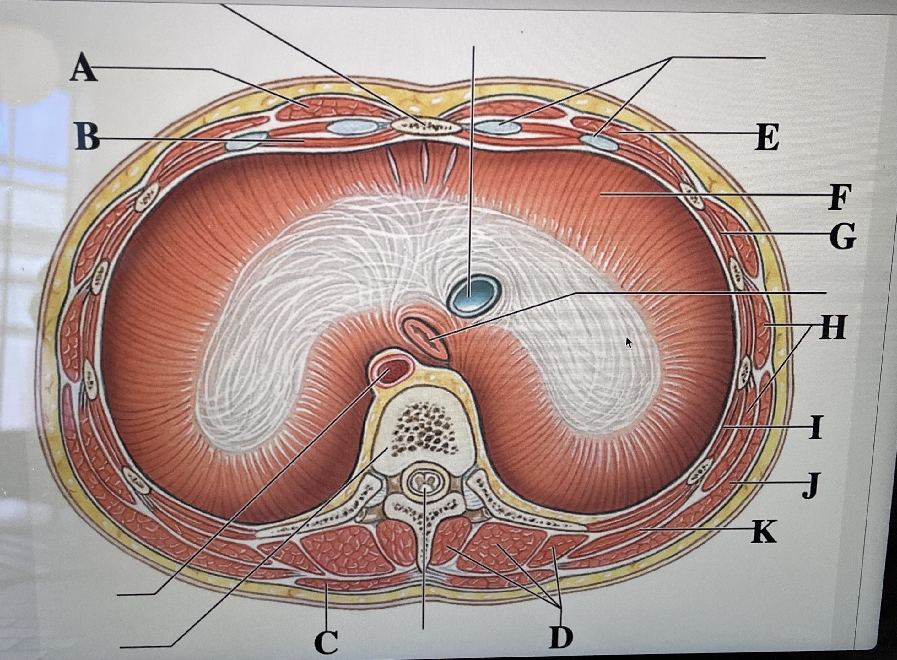 In the figure above, letter  *is the external intercostal and letter* _ is the diaphragm 