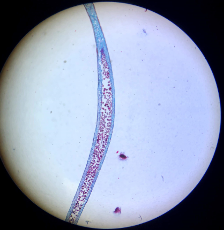 <p>identify and label</p>
