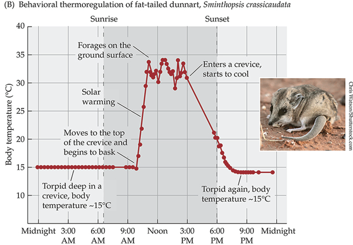 <p>Controlled reduction in body temperature to a new set point</p>