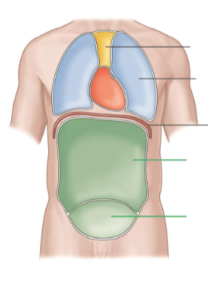 <ul><li><p>It contains many digestive organs.</p></li></ul><p></p>