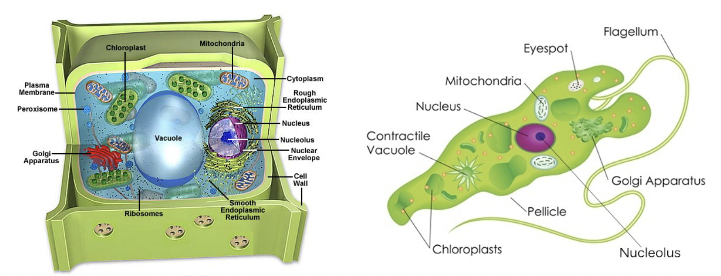 <p><span style="background-color: transparent; font-family: &quot;Proxima Nova&quot;, sans-serif;"><strong><u>Plant cells</u> and some <u>protist/algal cells</u>.</strong></span></p>