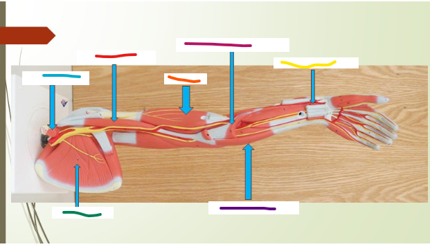 <p>Coracobrachialis </p>