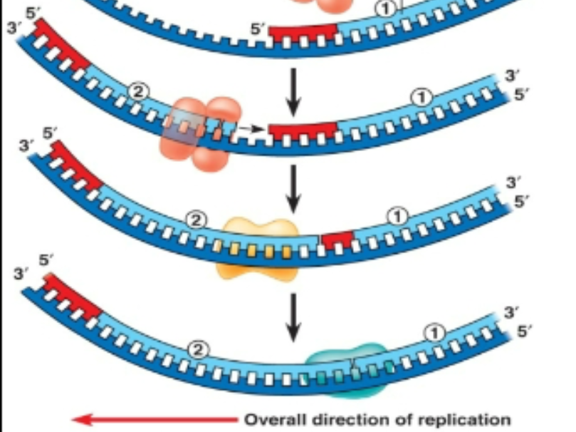 <ul><li><p>DNA polymerase 1 can add/remove but not give DNA. </p></li><li><p>Once there is a new strand, DNA polymerase 1 budges all RNA primers off and its gone. </p></li><li><p>It cannot stitch together stands before and after primer </p></li><li><p>Little gap (no stitching) remains unglued (Ligase glues the gap back together)</p></li></ul><p></p>