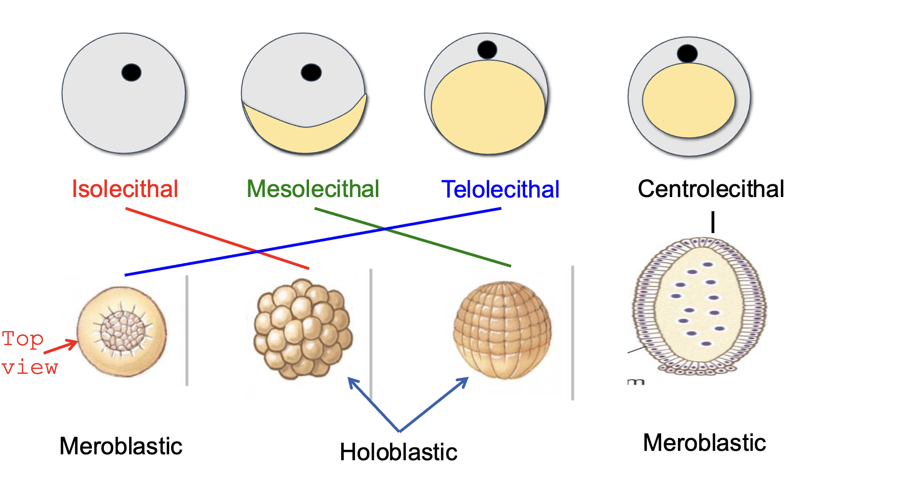 <p>restricted to a small area of egg</p>