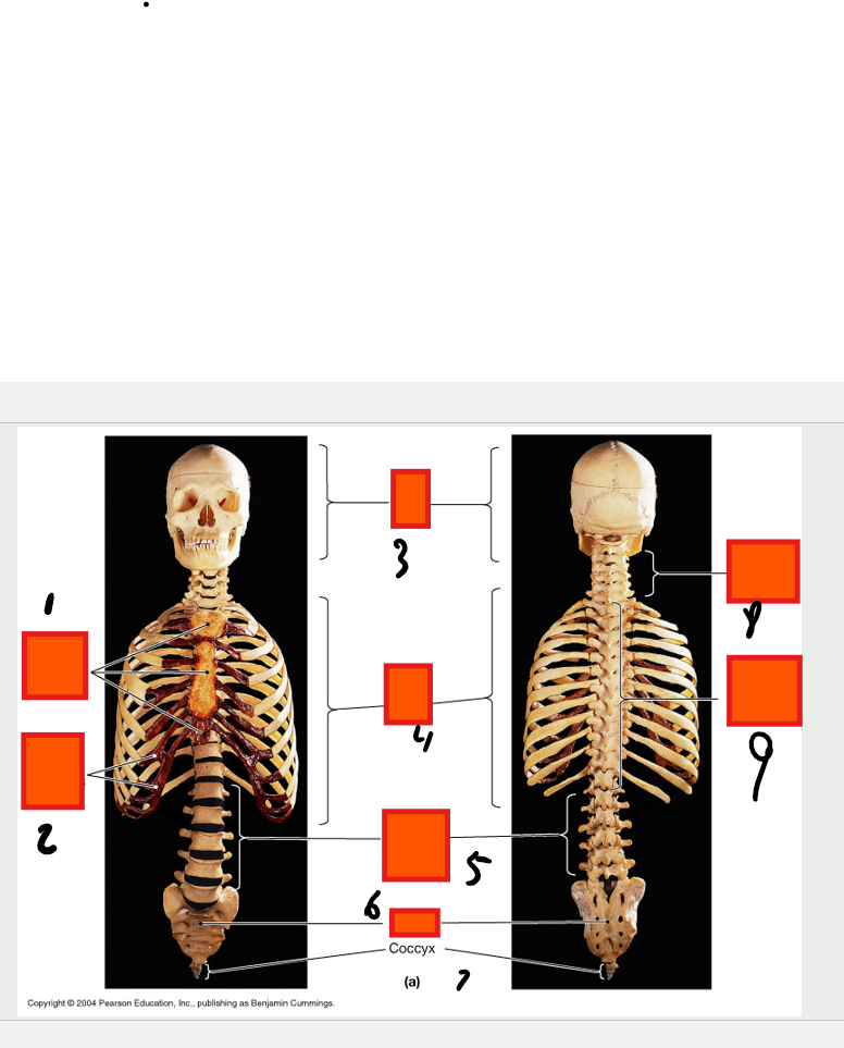 <p>coccyx</p>