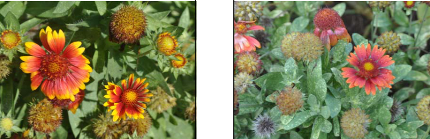 <p>Gaillardia spp. </p>