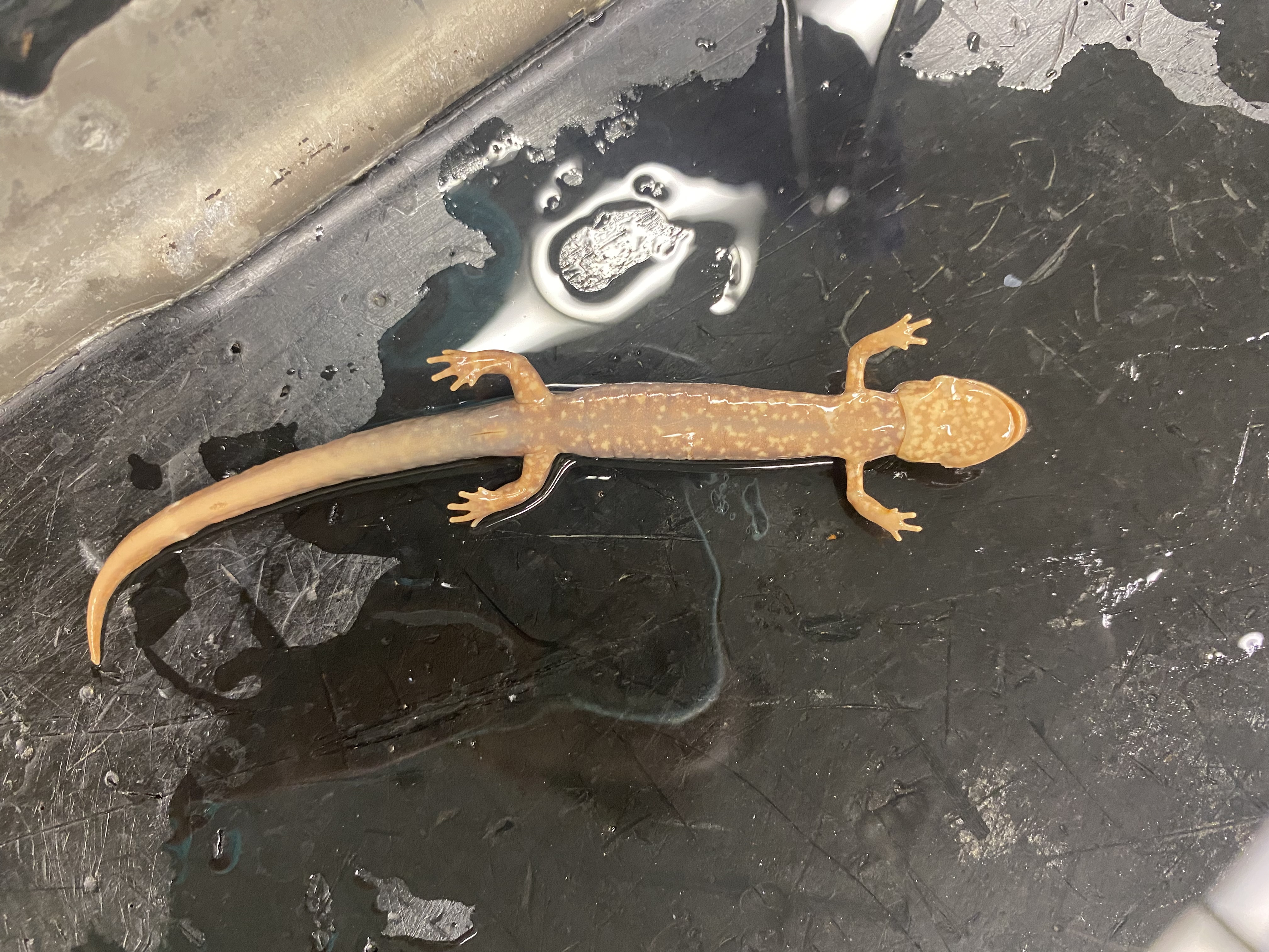Northern Slimy Salamander
