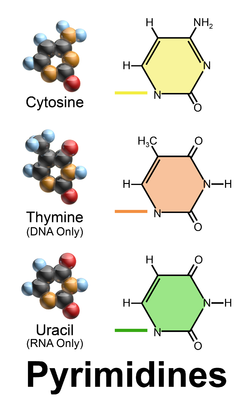 <p>cytosine, thymine, uracil</p><p>1 ringed nitrogenous base</p>