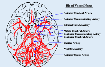 <ul><li><p>Anterior cerebral artery</p></li><li><p>Anterior communicating artery</p></li><li><p>Internal carotid artery</p></li><li><p>Middle cerebral artery</p></li><li><p>Posterior communicating artery</p></li><li><p>Posterior cerebral artery</p></li><li><p>Basilar artery</p></li><li><p>Vertebral artery</p></li><li><p>Anterior spinal artery</p></li></ul><p><strong>A</strong>lien <strong>A</strong>ttacks <strong>I</strong>n <strong>M</strong>y <strong>P</strong>arrot’s <strong>P</strong>izza <strong>B</strong>ox <strong>V</strong>ery <strong>A</strong>ggressively</p>