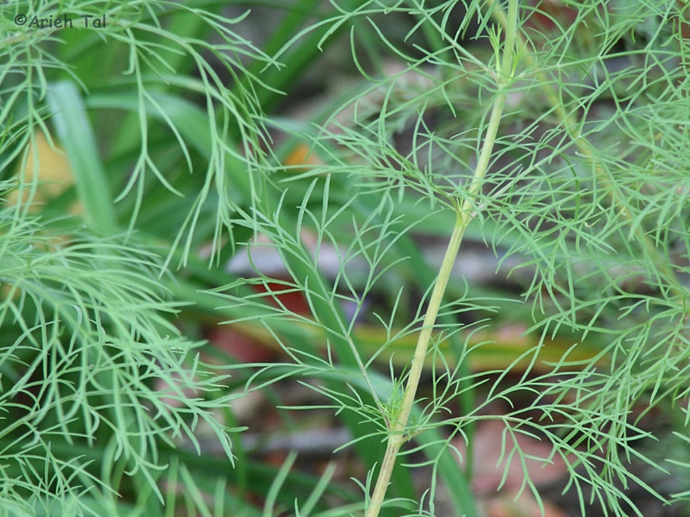 <p>Cosmea - <em>Cosmos bipinnatus</em></p>