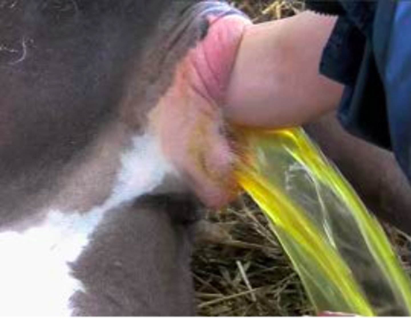 <p>- water sac protrudes and breaks</p><p>- fetus enters the birth canal</p><p>- regular intermittent straining begins</p><p>- once front feet are out, calf expulsion should occur in 1 to 2 hours</p>