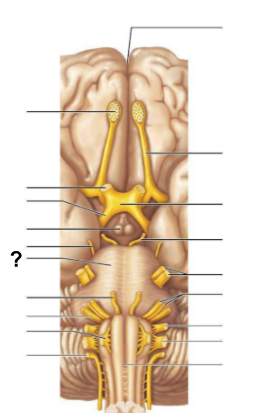 <p>The ____ is <strong>a rounded structure on the brain stem </strong>that <strong>relays signals between the cerebrum and the cerebellum</strong></p>