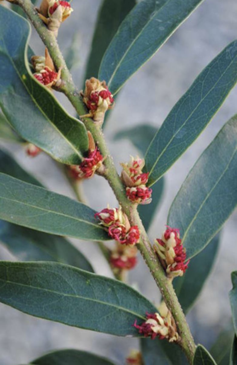 <p>flower/inforesecence borne in axils of leaf and shoots</p>