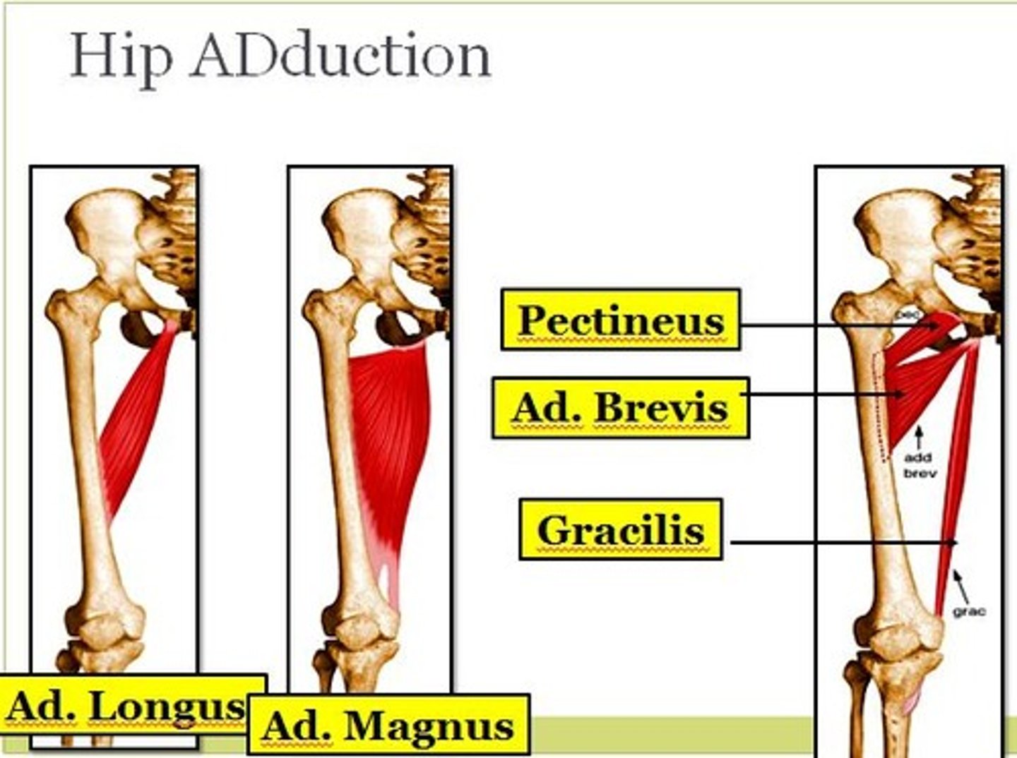 <p>pectineus, adductor brevis, adductor longus, gracilis, adductor magnus</p>