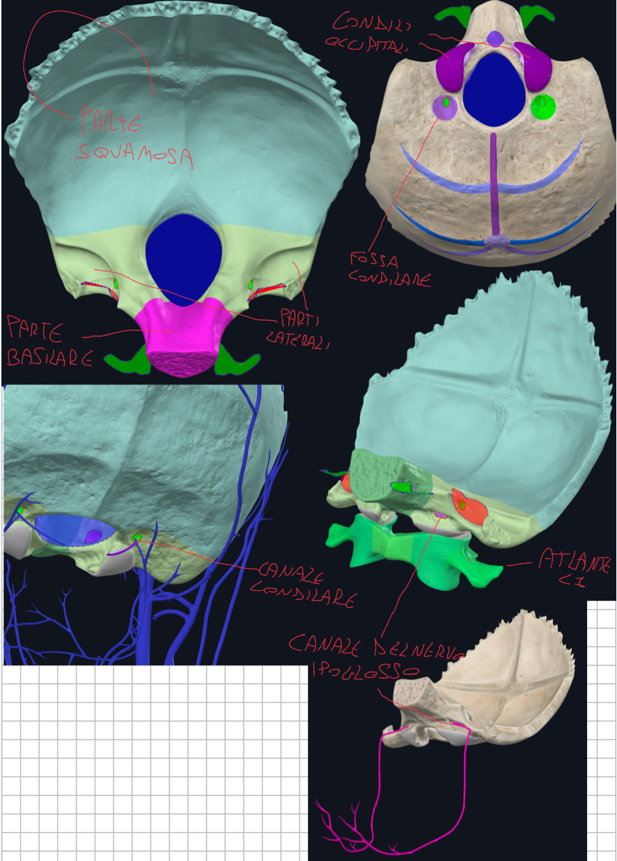 <p>E’ un osso impari e mediano, parte posteriore e inferiore del cranio, presenta diversa parti:</p><ul><li><p>Parte Basilare (basioccipite): che si articola con il corpo dello Sfenoide</p></li><li><p>Parti Laterali: contengono i Condili Occipitali, articolati con l’atlante (C1)</p></li><li><p>Parte Squamosa: la più ampia, con rilievi e sporgenze.</p></li></ul><p>Condili Occipitali:</p><ul><li><p>Due sporgenze ovali rivestite di cartilagine ialina</p></li><li><p>Con l’atlante formano l’articolazione atlanto-occipitale, consentendo i movimenti flessori ed estensori della testa</p></li><li><p>Sono articolazioni sinoviali</p></li></ul><p>Strutture associate ai Condili:</p><ul><li><p>Canale del Nervo Ipoglosso (XII): passa alla base del condilo occipitale, per innervare i muscoli della lingua</p></li><li><p>Fossa Condilare: posteriormente ai condili, piccola depressione dovute al movimento dell’atlante</p></li><li><p>Canale Condilare: origina dalla fossa condilare per il passaggio ad una vena emissaria condiloidea che va ad unire un seno venoso intracranico (seno sigmoideo) con vene extracraniche.  </p></li></ul><p></p>