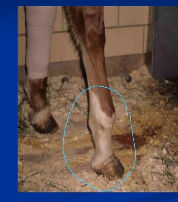 <p><span style="background-color: transparent;"><strong><span>Fetlock Contracture</span></strong></span></p>