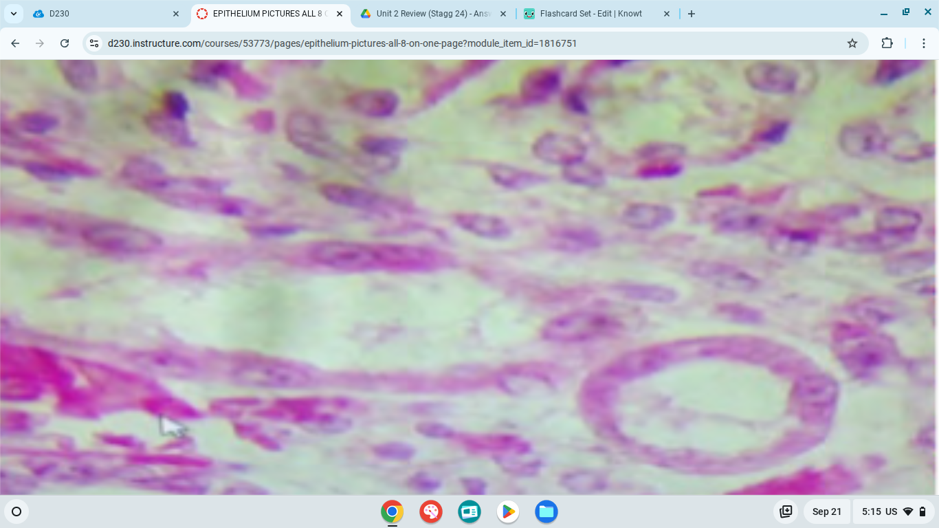 knowt flashcard image