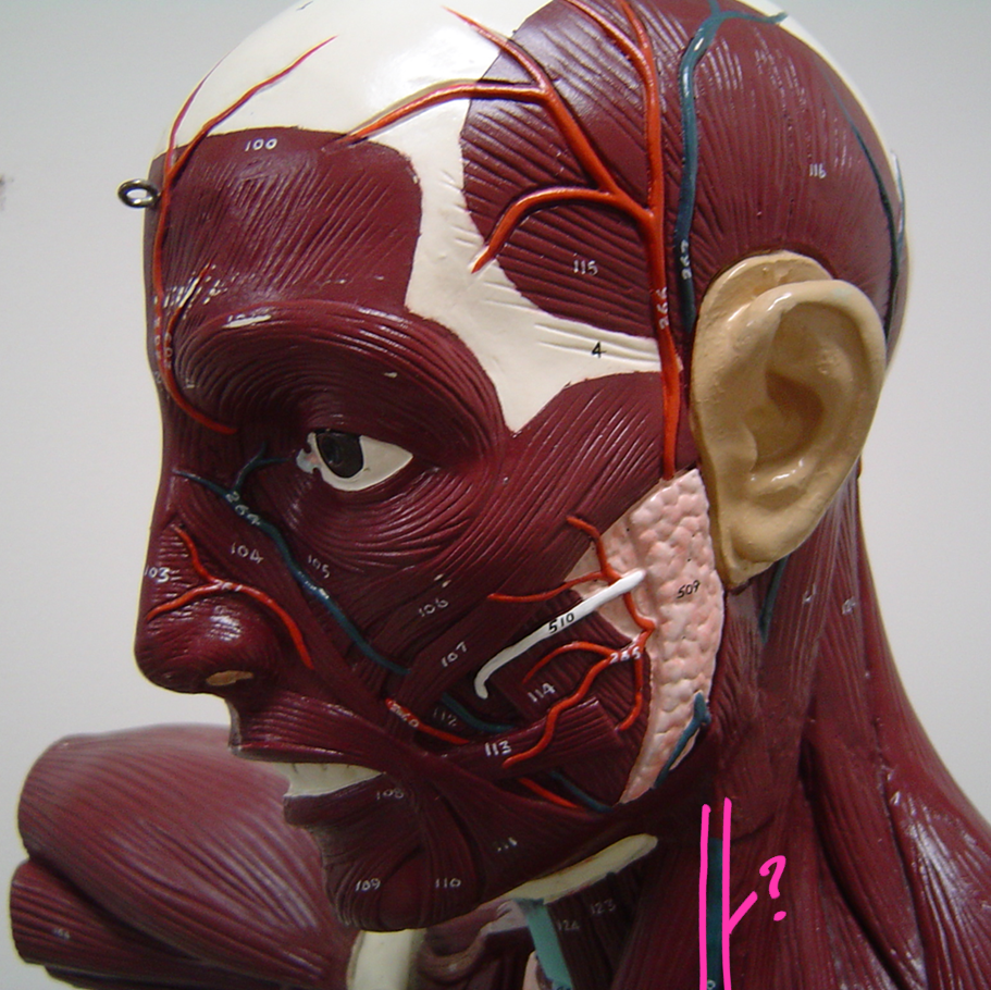 <p>what blood vessel is this? (in pink)</p>