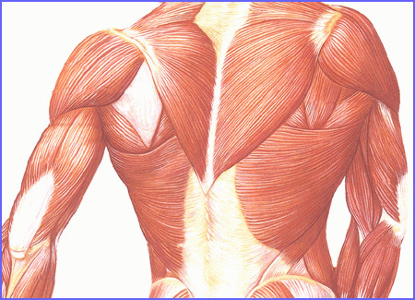 <p>muscles</p>