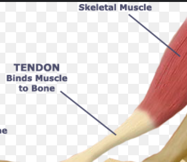 <p><strong>Tendon</strong></p>