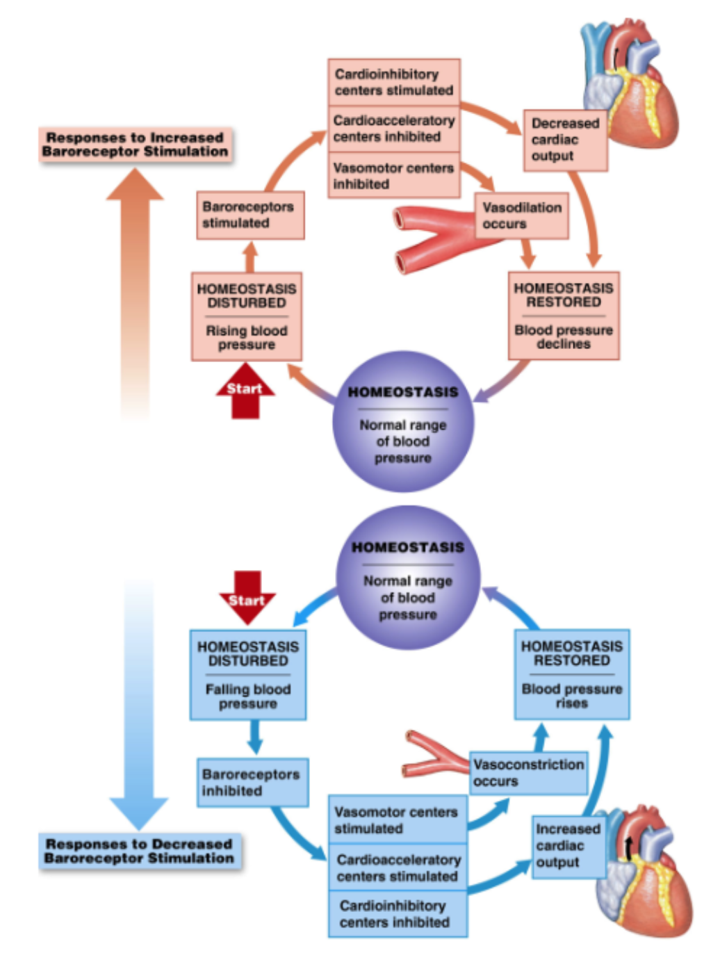 <ul><li><p><strong>detectors</strong> = baroreceptors in carotid sinus and aortic arch </p></li><li><p><strong>afferent pathways</strong> (sensory info → brain) = Cranial nerve IX (glossopharyngeal) for carotid sinus and X (Vagus) for aortic arch</p></li><li><p><strong>integration center</strong> = medulla: cardiovascular control center </p><ul><li><p>cardioinhibitory/ cardioacceleratory centers </p></li><li><p>vasomotor centers </p></li></ul></li><li><p><strong>efferent pathways</strong> (brain to effector organ) = sympathetic and parasympathetic nerves </p></li><li><p><strong>Effector organs:</strong></p><ul><li><p>heart (conduction system and myocytes)</p><ul><li><p>cardiac output</p></li></ul></li><li><p>blood vessels (vascular smooth muscle) </p><ul><li><p>vasodilation/vasoconstriction </p></li></ul></li></ul></li></ul><p></p><ul><li><p>BP increased → more stretch in baroreceptors → increase signal → send info back via cranial nerve → medulla oblongata: <strong>vasomotor center inhibited</strong> (dilate vessel), <strong>cardioacceleratory center inhibited</strong>, <strong>cardioinhibatory center stimulated </strong>(slow down heart rate decrease cardiac output) → stimulate PNS → reduced BP </p></li></ul><p></p><ul><li><p>BP decreased → less stretch in baroreceptors → decreased signal → info travel up cranial nerve → Medulla: <strong>vasomotor center stimulated</strong> (vasoconstriction), <strong>Cardioacceleratory center stimulated</strong> (speed up heartrate → increase cardiac output), <strong>cardioinhibitory center inhibited</strong>, → stimulate SNS → increased BP </p></li></ul><p></p>
