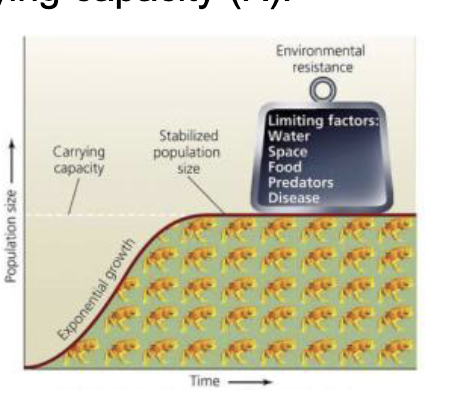 <p>The per captia rate of population growth approaches zero as the population size nears carrying capacity (K)&nbsp;</p>