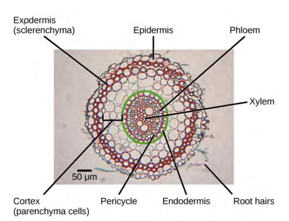 <p>Stores energy and transfers nutrients from root hairs to vascular tissue</p><p>Between exo and endo dermis</p>