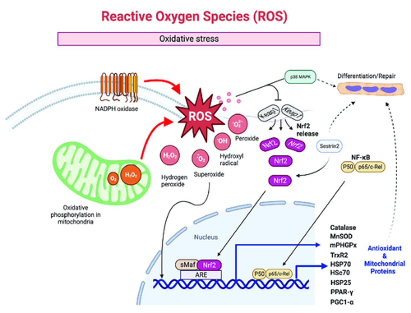<p>=> capillary permeability => fluid shift = edema + ROSs (Reactive Oxygen Species) release => tissue hypoxia => necrosis</p>