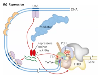 <p>competitive binding, <strong>corepressor</strong>, altering assembly of PIC, provide dock site for <strong>HDAC</strong></p>