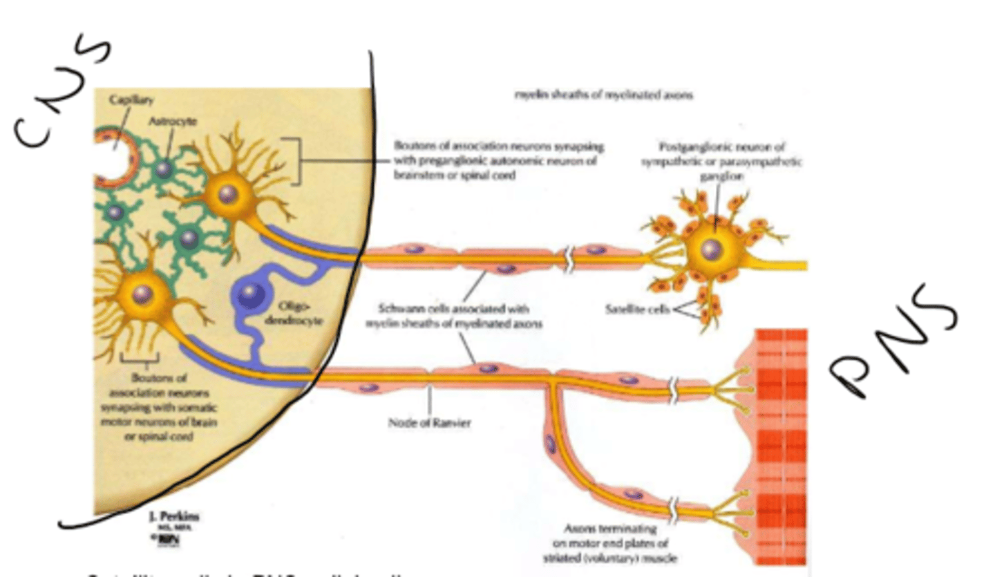 <p>Schwann cells</p>