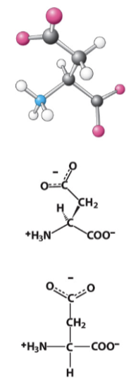 <p>Highly acidic R-group (pKa = ~3-4) </p>