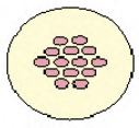 shrinking of cell size