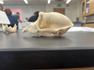 <p>What is the name of the species?</p>