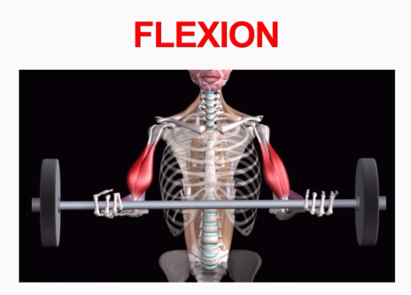 <p>Flexion</p>