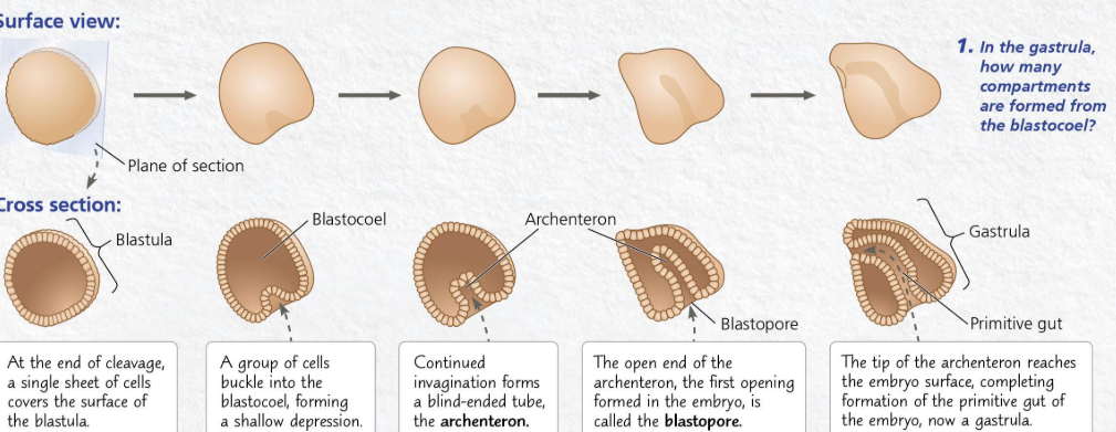 <p><span><span>Describe the mechanism of gastrulation in </span></span>sea urchins<span><span>.</span></span></p>