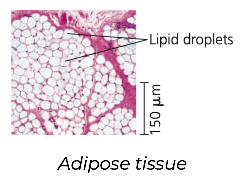 Adipose tissue
➔ Specialized connective loose tissue that stores fat in adipose ____ distributed throughout its matrix
➔ Pads and ______ the body and stores ___ as fat molecules
➔ Each adipose cell contains a large fat ______ that swells when at is stored and shrinks when the body uses that fat as fuel