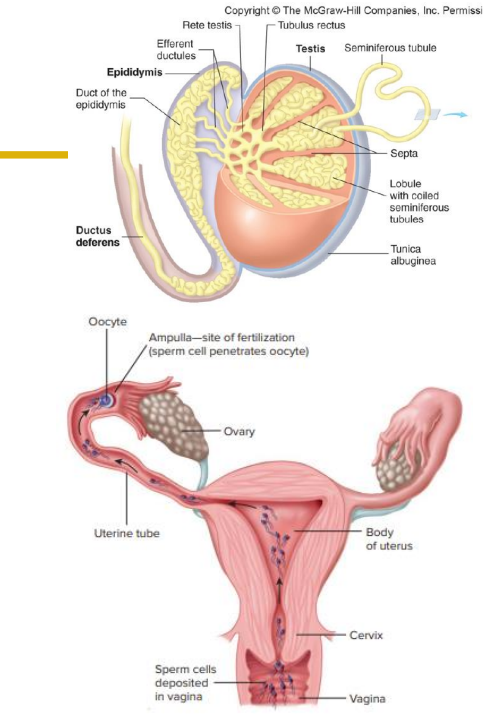 <p>How do sperm move</p>