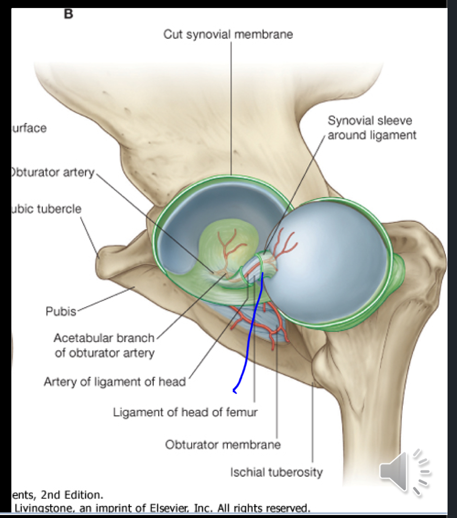 <p>The ligamentum teres, which contains the artery of the ligamentum teres supplying blood to the head of the femur. </p><ul><li><p>Another name for ligamentum teres is “ligament of the head of the femur” </p></li></ul><p></p>
