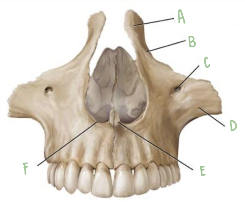 <p>Name the part of the maxillae labeled A </p>