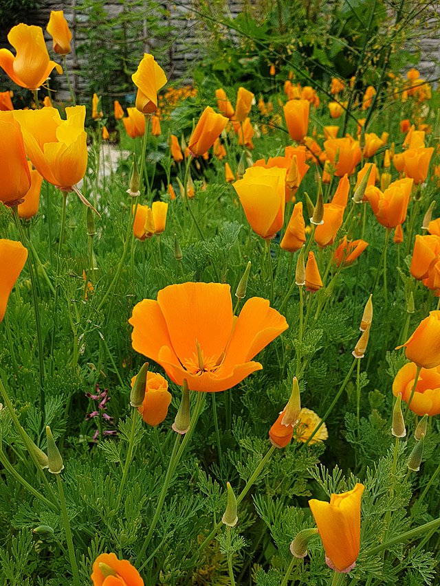 <p>papavéracées</p>