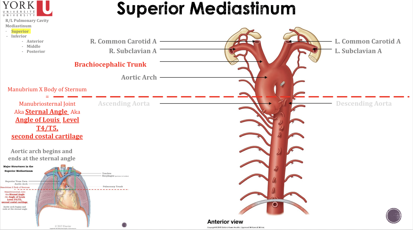 <p>Superior mediastinum</p>