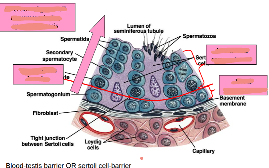 <p>seminiferous tubules and spermatogenesis </p>
