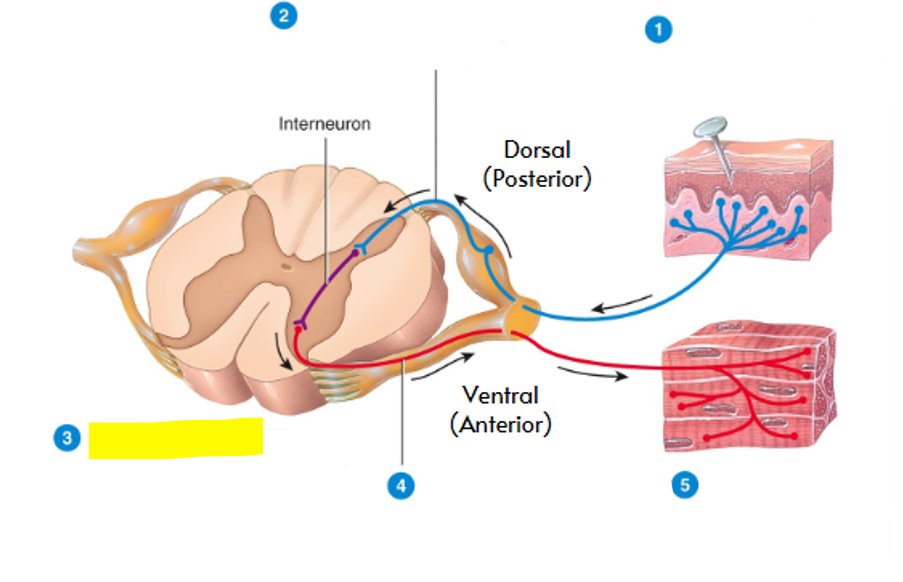 <p>what part of the reflex arc is highlighted in yellow?</p>