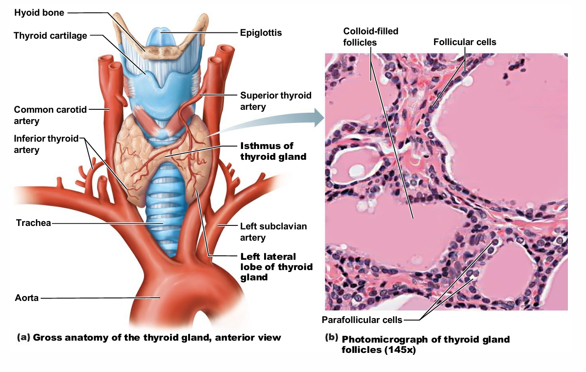 <ul><li><p>Two lateral lobes connected by median mass&nbsp;<span style="background-color: transparent; font-size: 1.6rem;"><span>called isthmus</span></span></p></li><li><p>Composed of follicles (follicular cells) that&nbsp;<span style="background-color: transparent; font-size: 1.6rem;"><span>produce glycoprotein thyroglobulin</span></span></p></li><li><p>Colloid (fluid with thyroglobulin + iodine) fills&nbsp;<span style="background-color: transparent; font-size: 1.6rem;"><span>lumen of follicles and is precursor of thyroid&nbsp;</span></span>hormone</p></li><li><p>Parafollicular cells produce the hormone&nbsp;<span style="background-color: transparent; font-size: 1.6rem;"><span>calcitonin</span></span></p></li></ul><p></p>