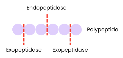 <ul><li><p>Endopeptidases - hydrolyse internal (peptide) bonds within a polypeptide → producing smaller peptides. </p><ul><li><p>so more ends/ surface area for exopeptidases. </p></li></ul></li></ul><p></p><ul><li><p>Exopeptidases - hydrolyse terminal (peptide) bonds at ends of polypeptide → producing single amino acids. </p></li></ul><p></p><ul><li><p>Membrane-bound dipeptidases hydrolyse (peptide) bond between a dipeptide → producing 2 amino acids. </p></li></ul><p></p>
